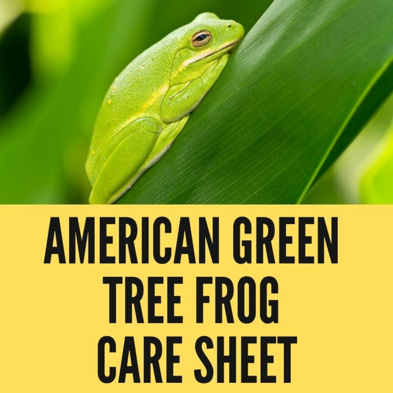American Green Tree Frog Care Sheet