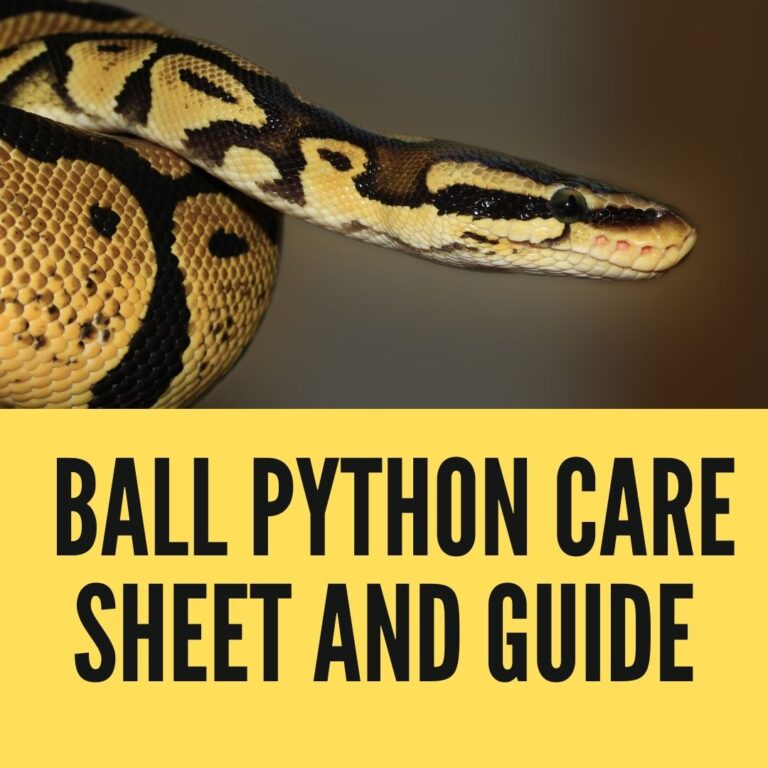 Complete Ball Python Care Sheet