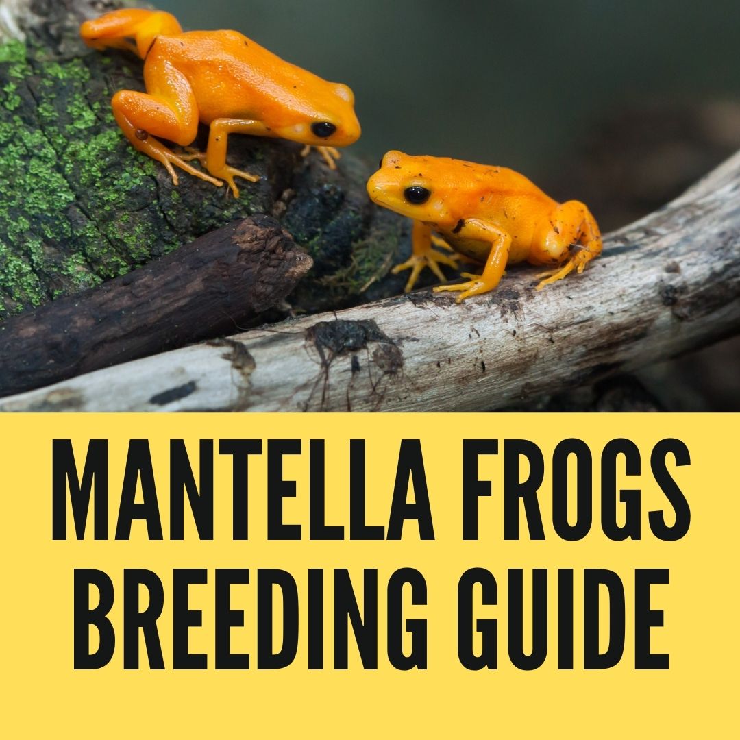 Breeding Mantella Frogs