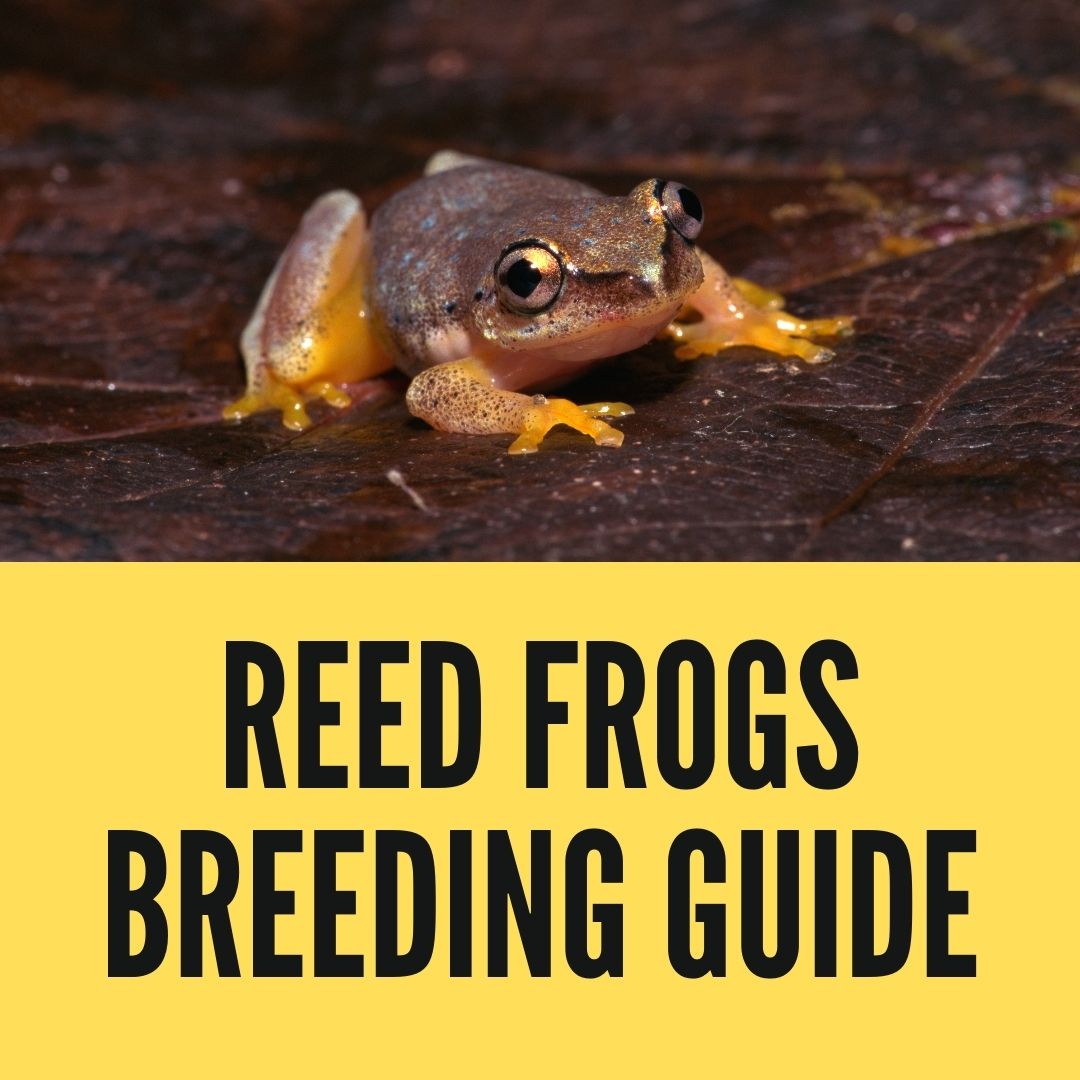 Breeding Reed Frogs