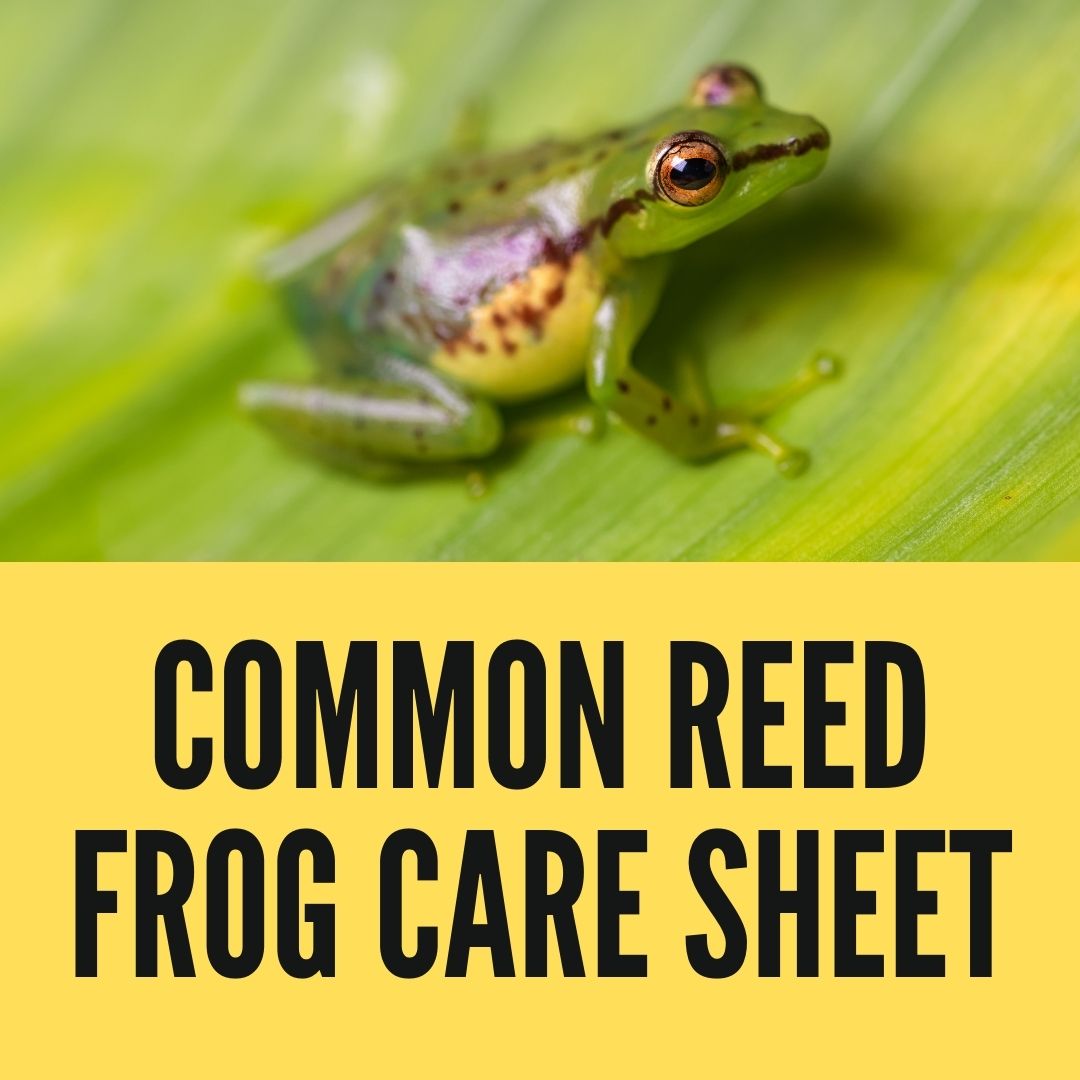Common Reed Frog Care Sheet