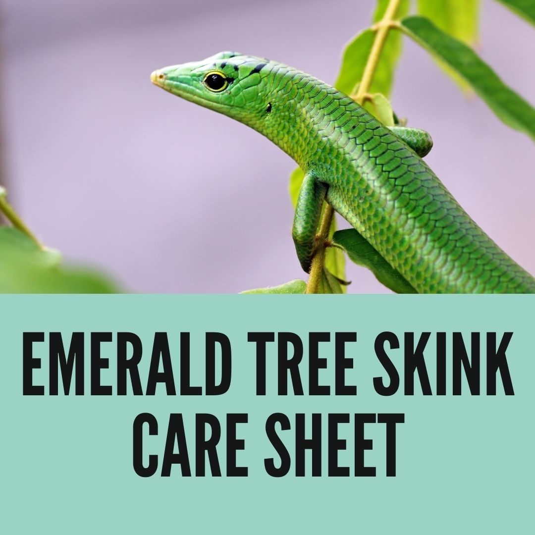Emerald Tree Skink Care Sheet