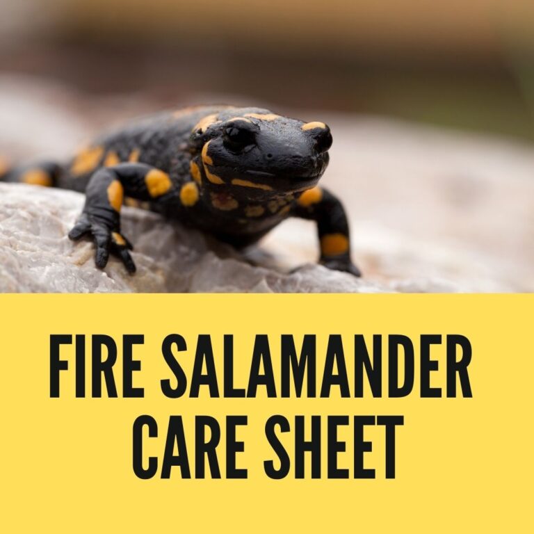 Fire Salamander Care Sheet