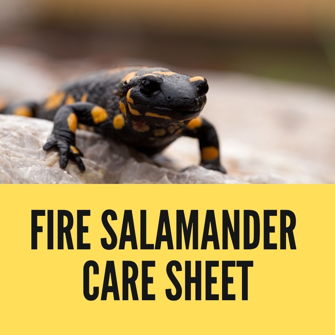 Fire Salamander Care Sheet