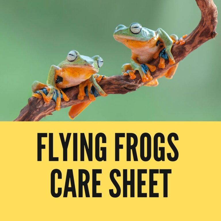 Flying Frogs Care Sheet