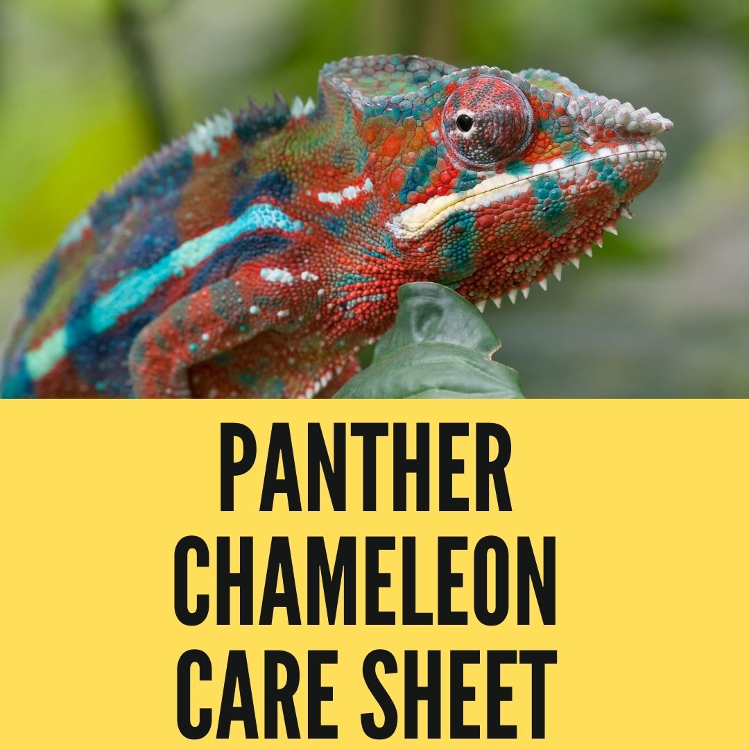 Panther Chameleon Care Sheet and Guide