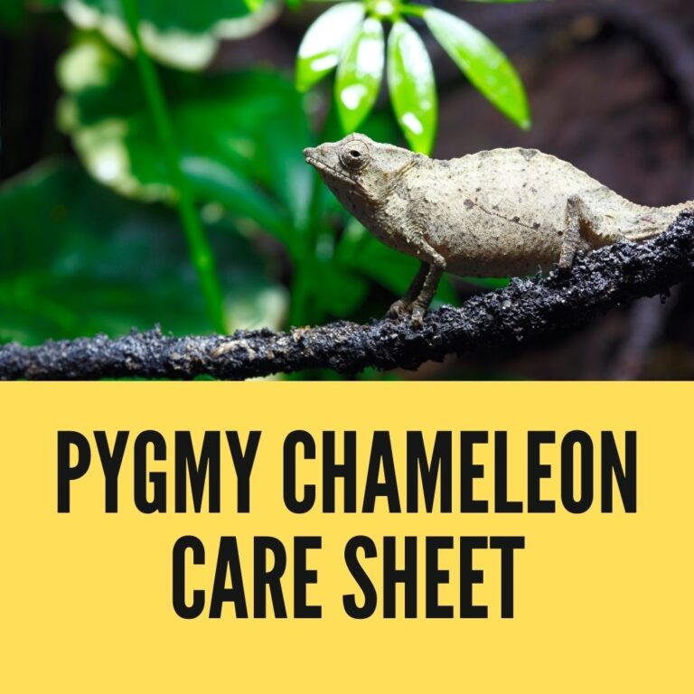 Pygmy Chameleon Care Sheet