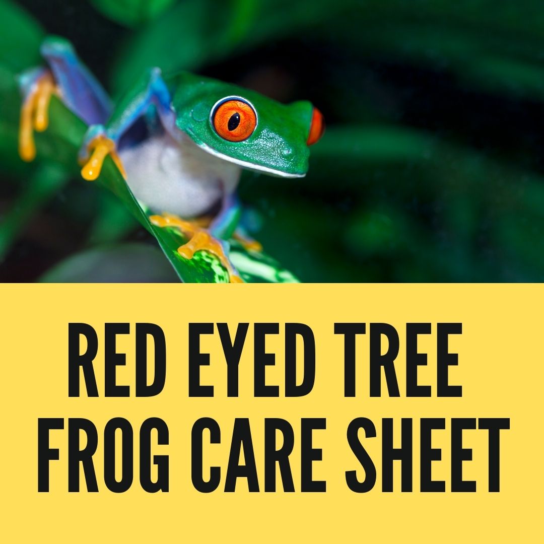 Red Eyed Tree Frog Care Sheet