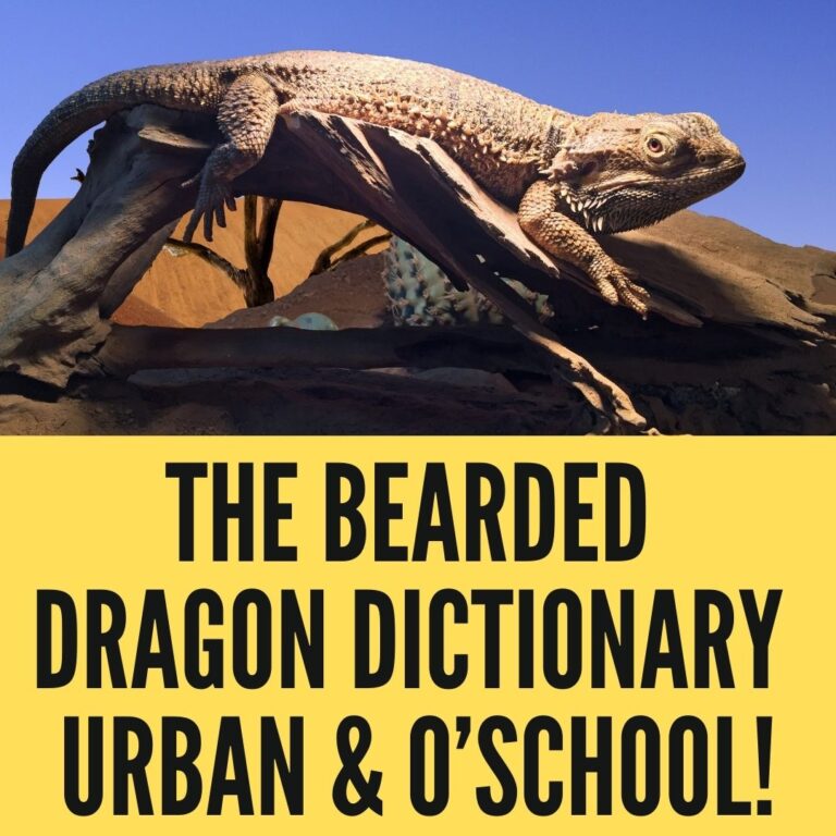 The Bearded Dragon Dictionary