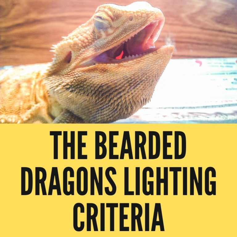 The Bearded Dragons Lighting Criteria