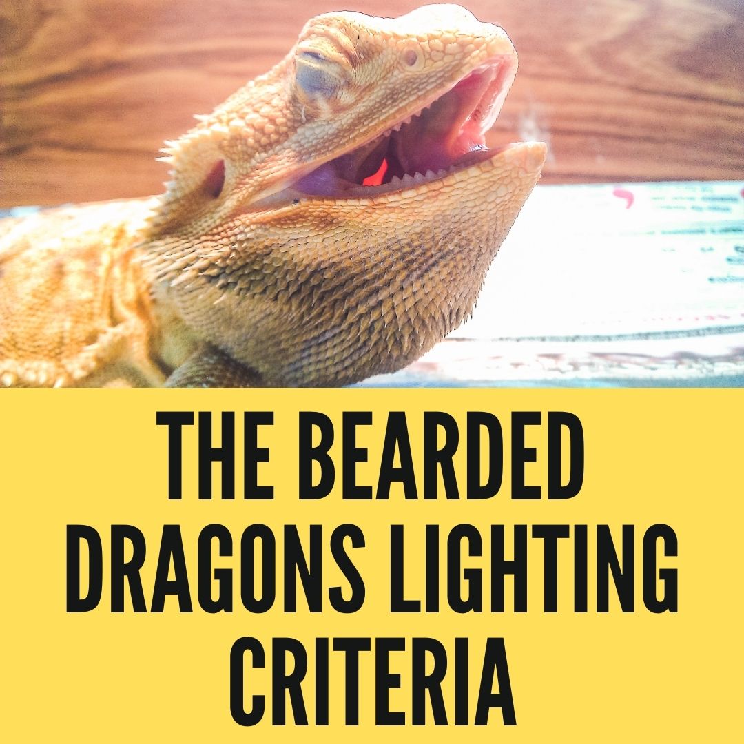 The Bearded Dragons Lighting Criteria