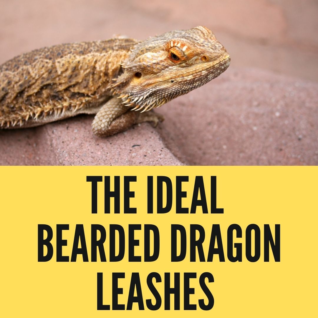 The Ideal Bearded Dragon Leashes