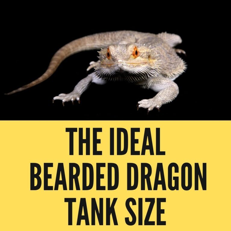 The Ideal Bearded Dragon Tank Size