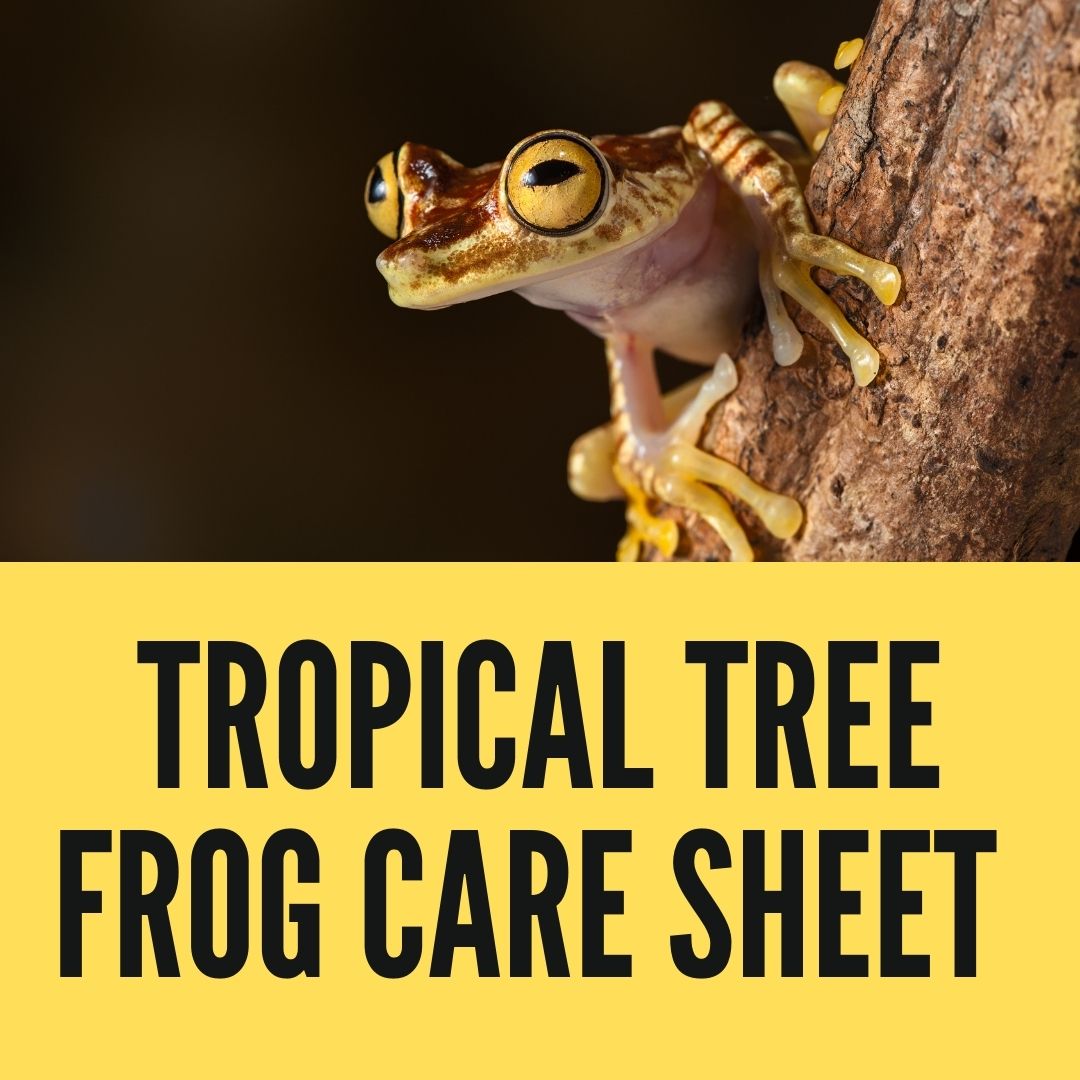 Tropical Tree Frog Care Sheet