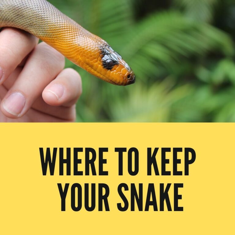 Where to keep Your Snake