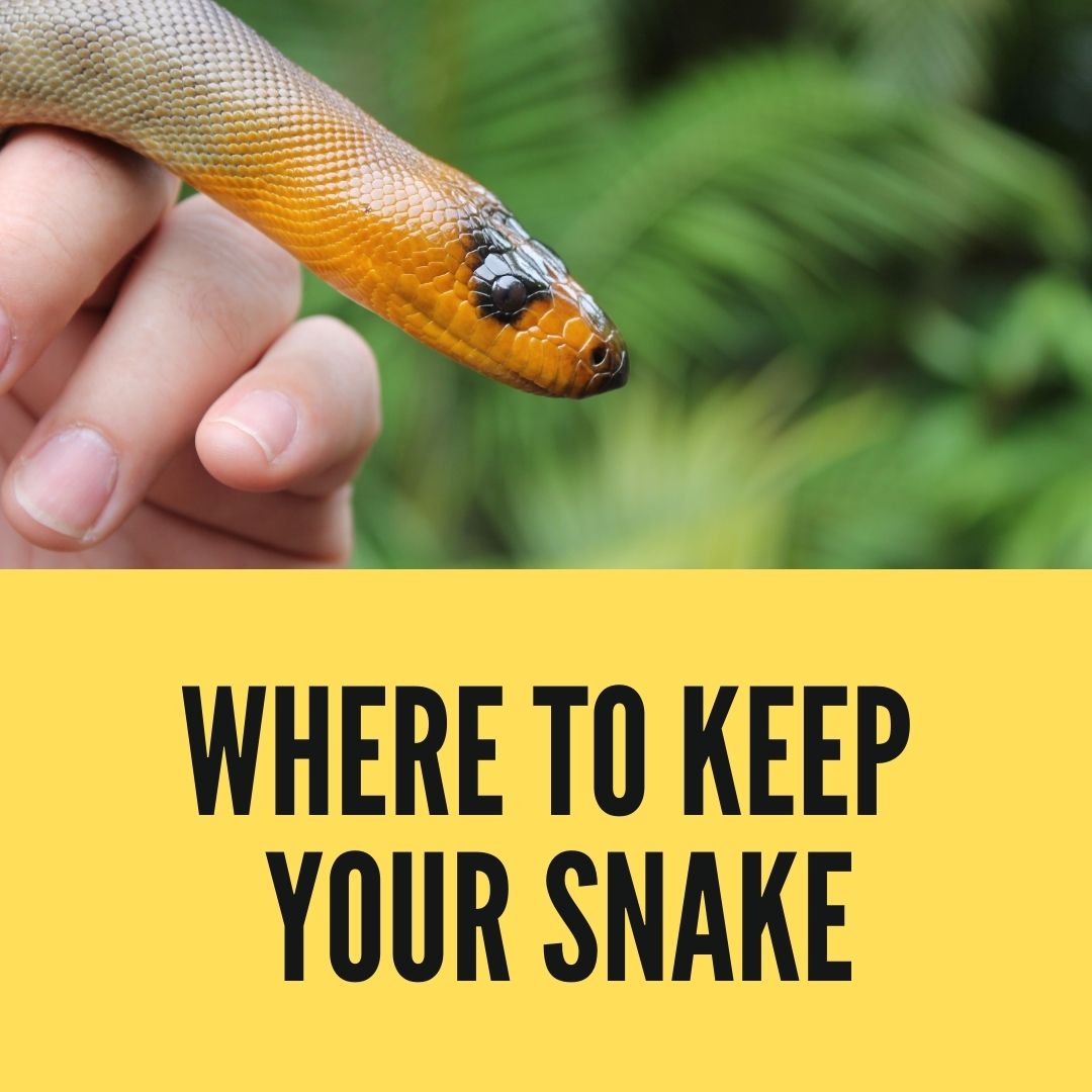 Where to keep Your Snake