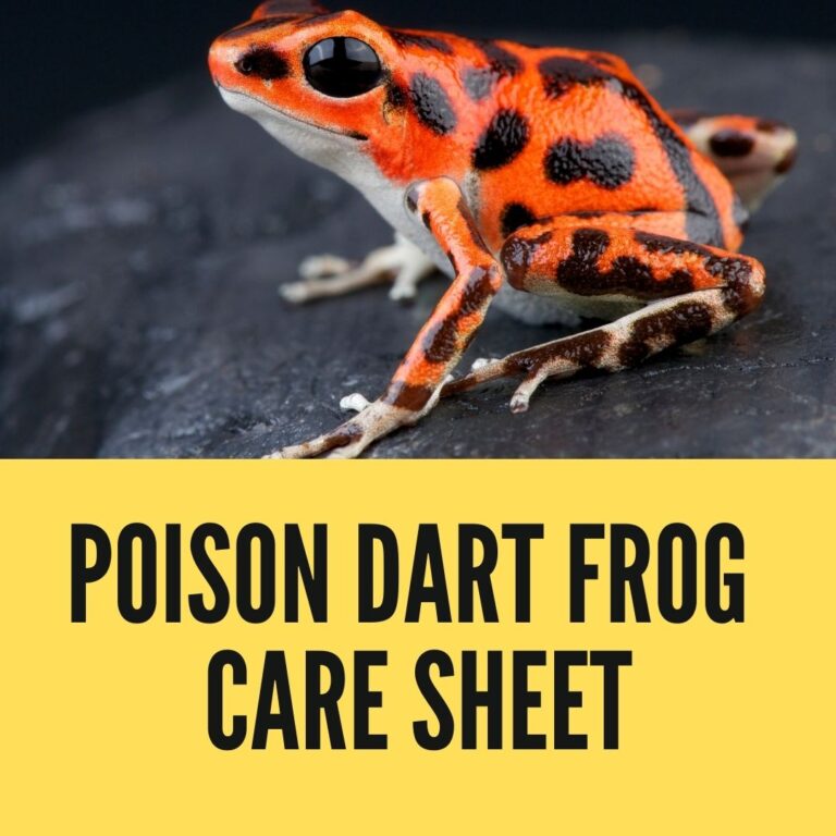 Poison Dart Frog Care Sheet