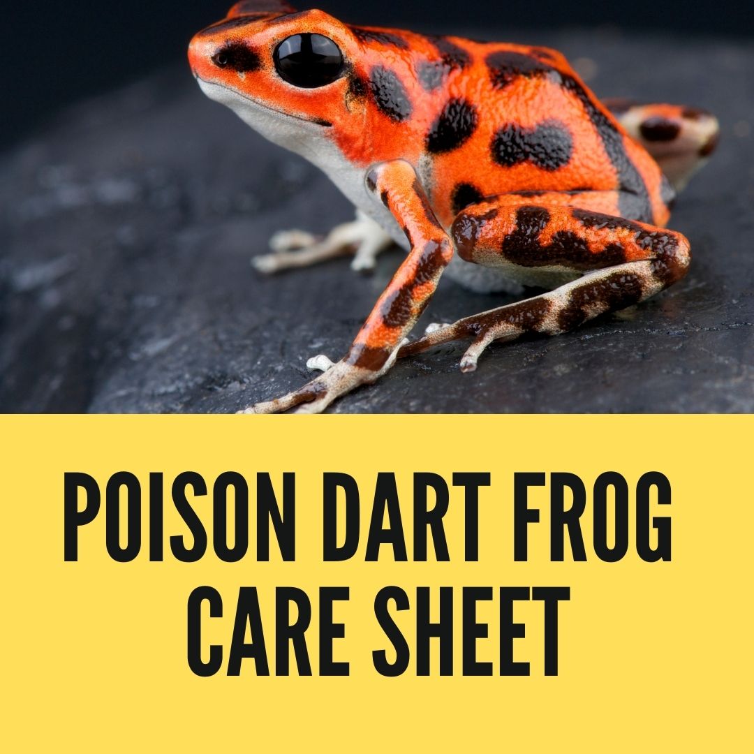 Poison Dart Frog Care Sheet